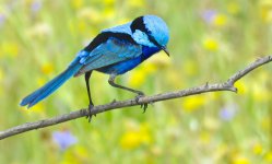 Splendid Fairy-wren.jpg