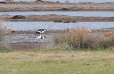 Red fronted goose Kalloni Salt Pans 311216 01 E Galinou.JPG