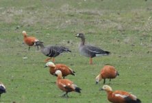 White  fronted goose Kalloni Salt Pans 311216 01 E Galinou.JPG