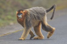 tangjiahe-golden-snub-nosed-monkey.jpg