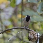 578A1346_Marsh Tit.jpg