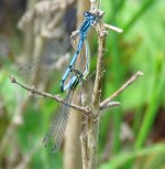 IMG_6046 damselflies 14.6..jpg