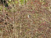 Long Tailed Tit.jpg