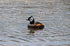 White-tufted Grebe ch 1.jpg