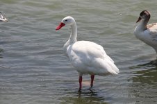 Coscoroba Swan ch 1.jpg