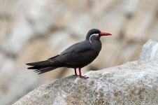 Inca Tern ch 1.jpg