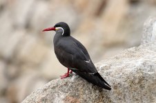 Inca Tern ch 2.jpg