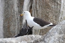 Kelp Gull & Inca Tern ch 1.jpg