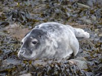 Grey Seal 1.jpg