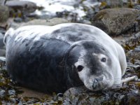 Grey Seal 2.jpg