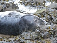 Grey Seal 3.jpg