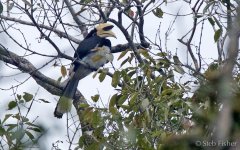 Asian Pied Hornbill.jpg