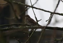 Dusky Thrush C.jpg