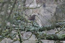 Dusky Thrush D.jpg