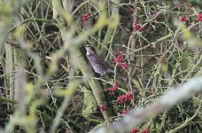 Dusky Thrush E.jpg