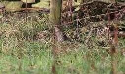 Dusky Thrush G.jpg