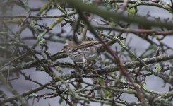 Dusky Thrush K.jpg