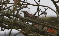 Dusky Thrush L.jpg