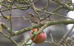 Dusky Thrush N.jpg