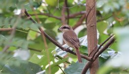 DSC04096 Brown Shrike cristatus @ Pui O.JPG