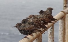 Starlings Nov.jpg