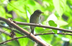 DSC03998 Emei Leaf Warbler @ Ng Tung Chai.JPG