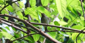 DSC03997 Emei Leaf Warbler @ Ng Tung Chai.JPG