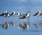 birding near doñana.jpg