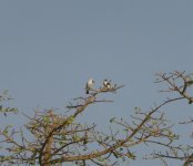 Chaplin's Barbet.jpg