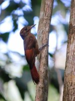 TawnyWingedWoodcreeper.jpg