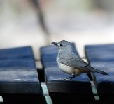 Grey-Shrike-Thrush.jpg