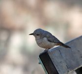 Grey-Shrike-Thrush1.jpg