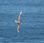 Southern-Giant-Petrel.jpg