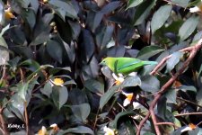 Blue-winged Leafbird.JPG