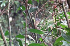 Grey-cheeked Fulvetta.jpg