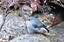 Plumbeous Redstart. female.JPG