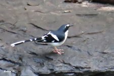 Slaty-backed Forktail.JPG