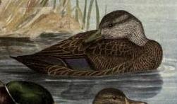 American black duck.jpg