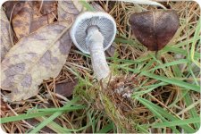 Fungi-4-7.jpg