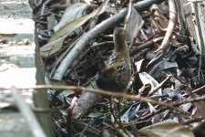 DSC04294 Baillon's Crake @ RDBT.JPG