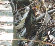 DSC04296 Baillon's Crake @ RDBT.JPG