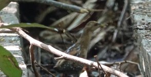 DSC04299 - Baillon's Crake @ RDBT.JPG