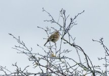 Pine Bunting 17 jan 1 (1 of 1).jpg