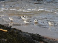 Sanderling_Girdle Ness_101216a.jpg