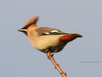 waxwing, witham 04-01-2017 4982.JPG