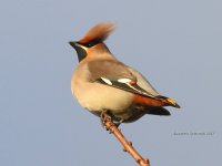 waxwing, witham 04-01-2017 4998.JPG