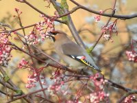 waxwing, witham 04-01-2017 5070.JPG