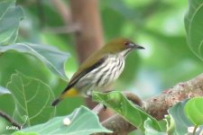 Yellow-vented Flowerpecker.JPG