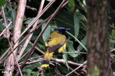 Black-headed Bulbul.JPG