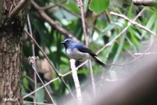 Hainan Blue Flycatcher.JPG